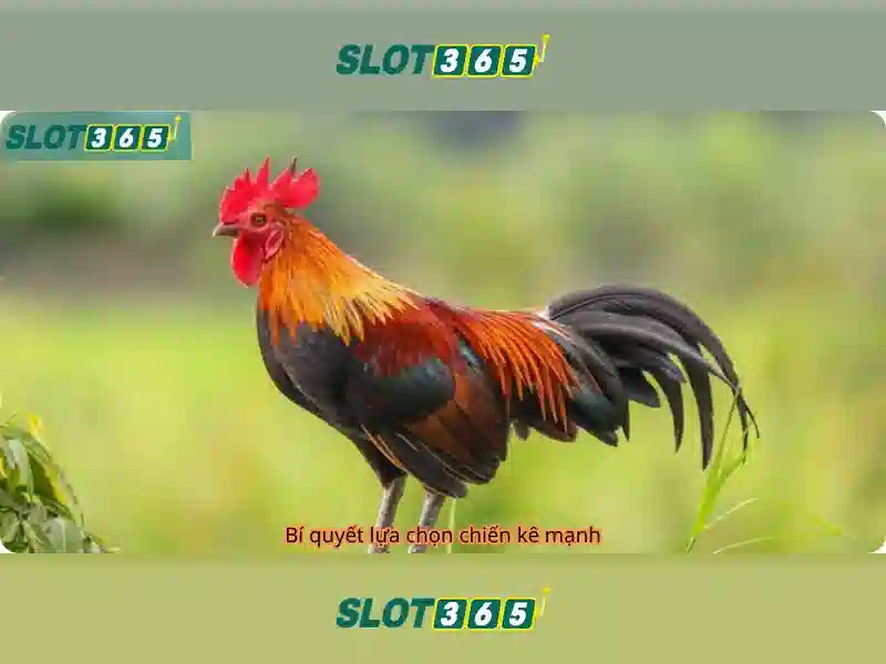 An toàn và cấp phép