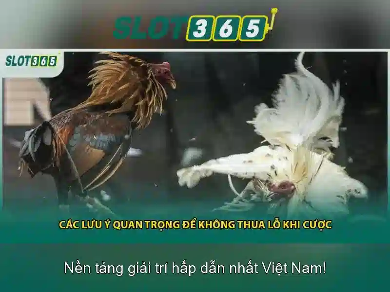 Giới thiệu về Slot365